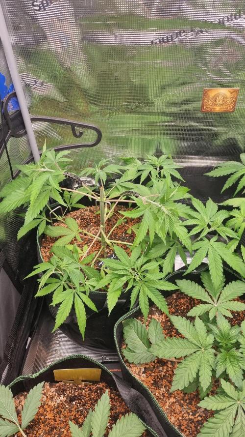 Seed Supplier Project. Week 5