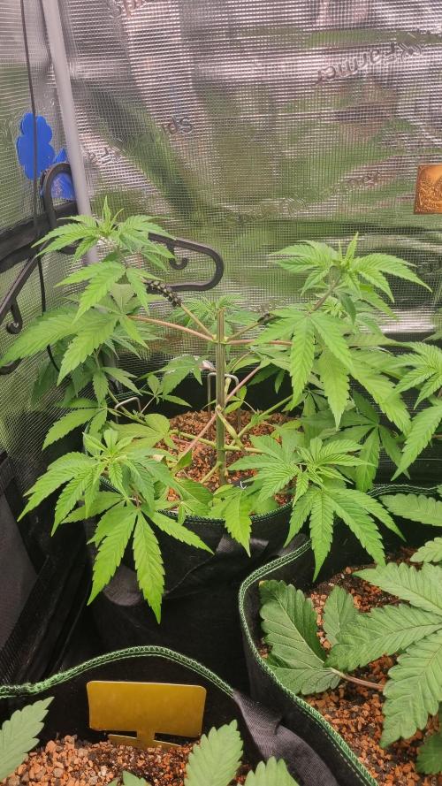 Seed Supplier Project. Week 5