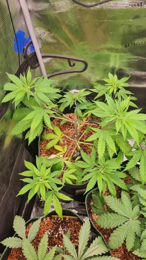 Seed Supplier Project. Week 5