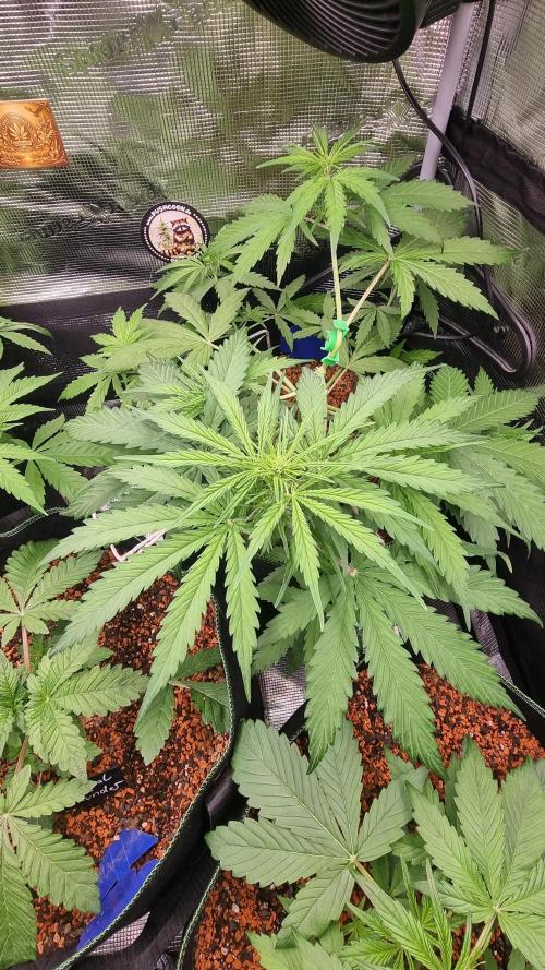 Seed Supplier Project. Week 5