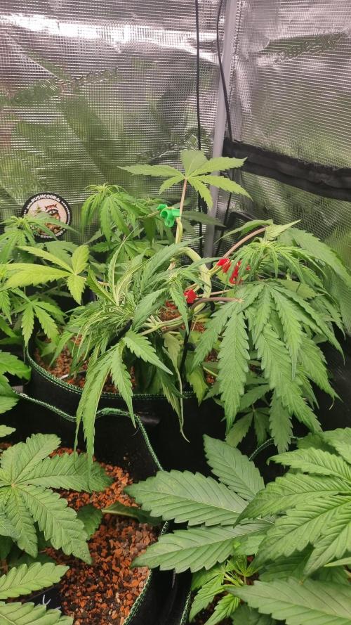 Seed Supplier Project. Week 5