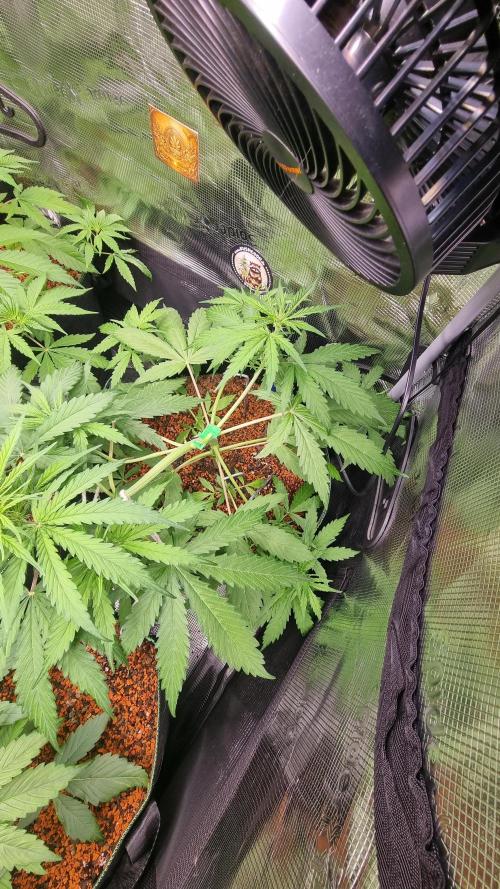 Seed Supplier Project. Week 5