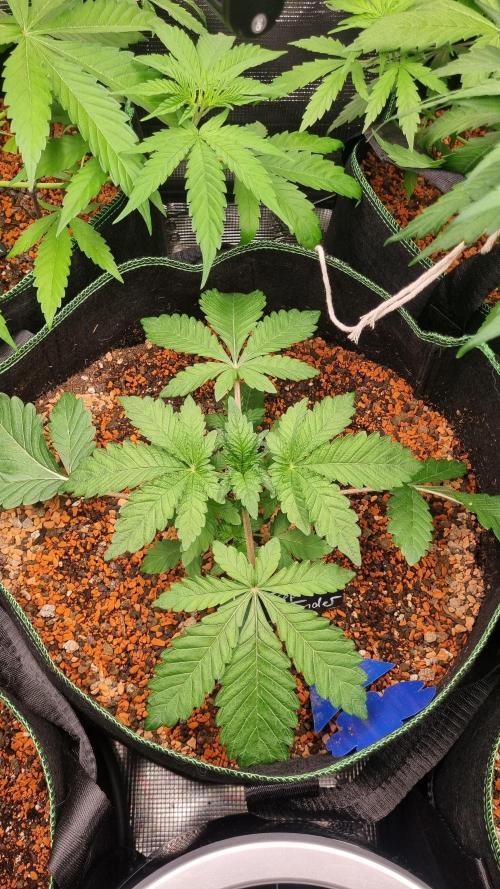 Seed Supplier Project. Week 4