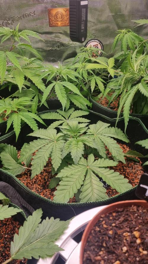 Seed Supplier Project. Week 4