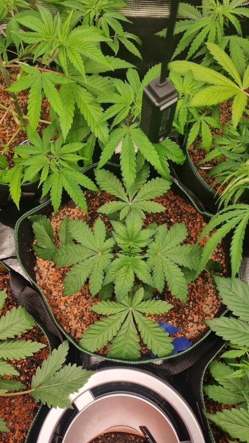Seed Supplier Project. Week 4
