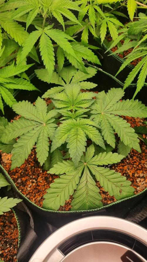 Seed Supplier Project. Week 4