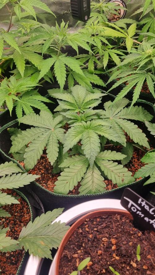 Seed Supplier Project. Week 5