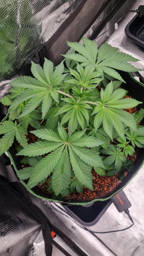 Seed Supplier Project. Week 5