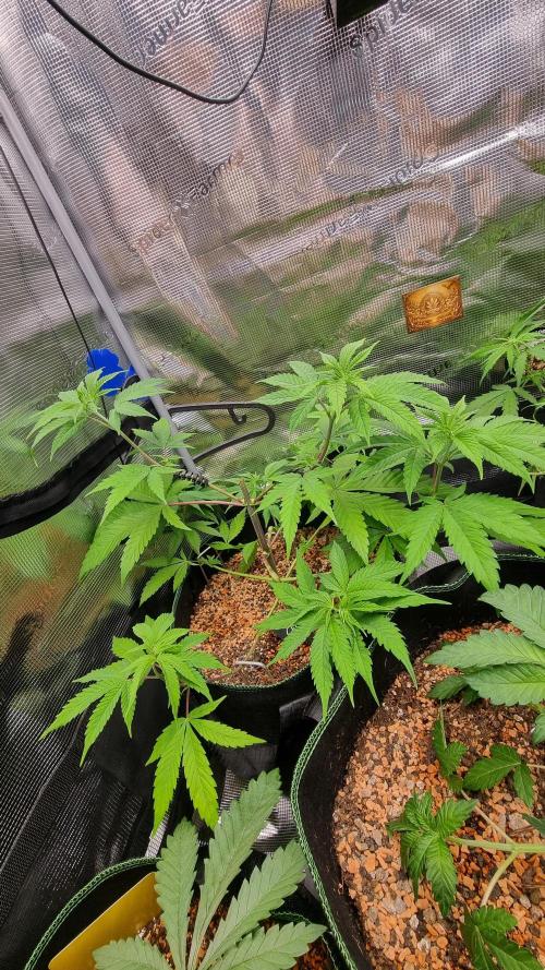 Seed Supplier Project. Week 6