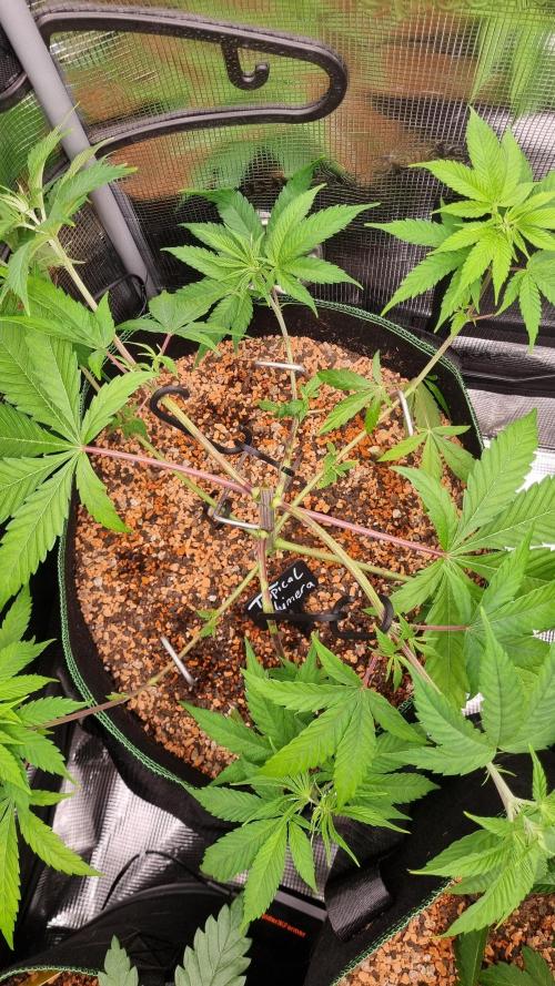 Seed Supplier Project. Week 6