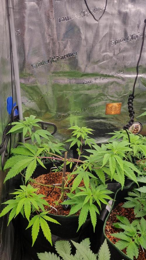 Seed Supplier Project. Week 6