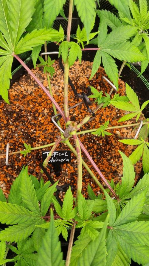 Seed Supplier Project. Week 6