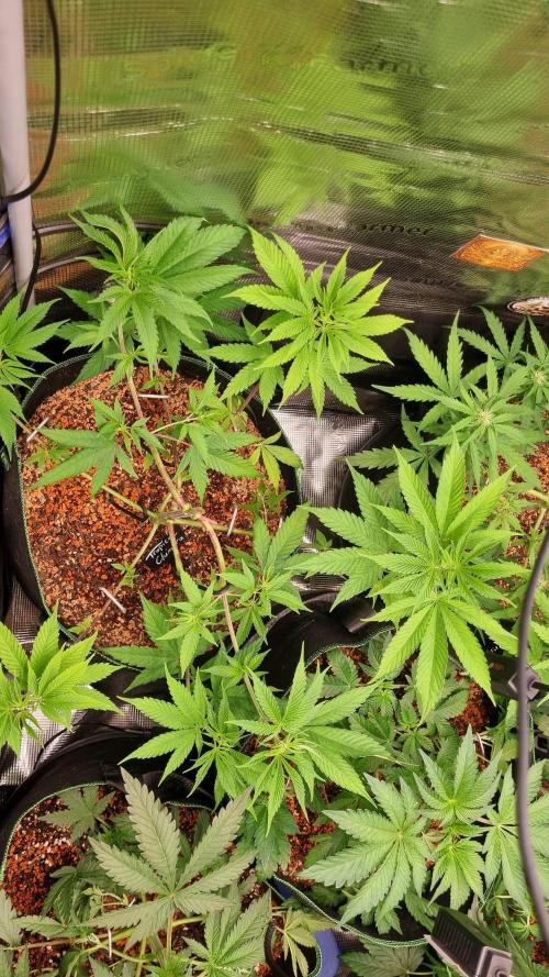Seed Supplier Project. Week 6