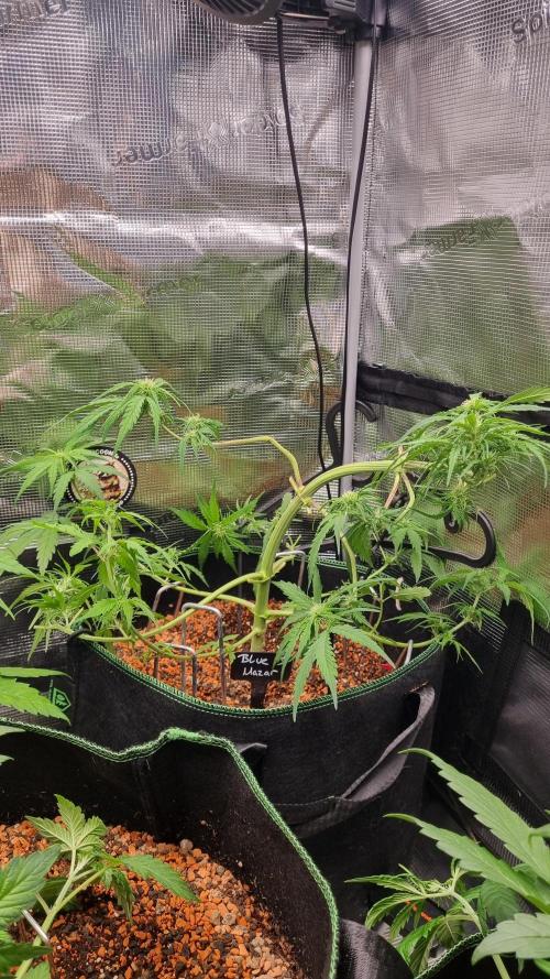 Seed Supplier Project. Week 6