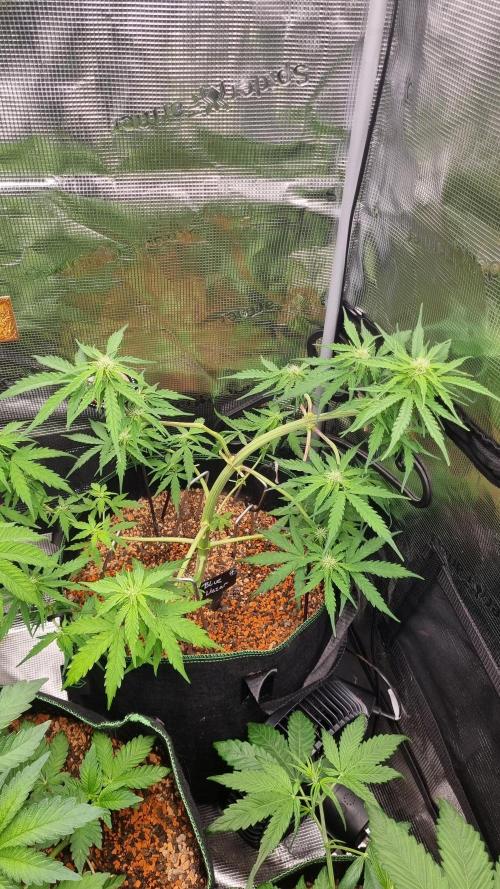 Seed Supplier Project. Week 6