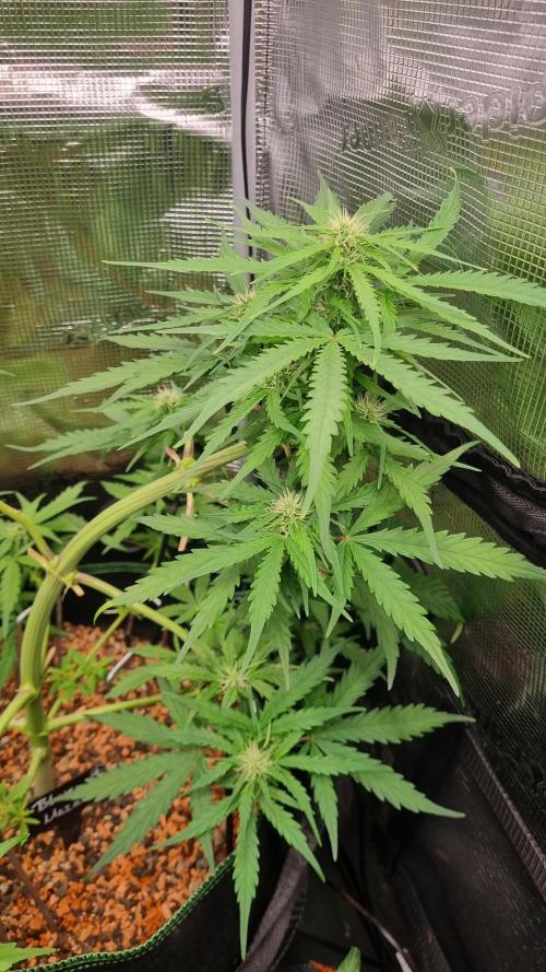 Seed Supplier Project. Week 6