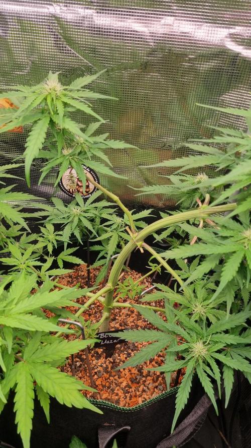 Seed Supplier Project. Week 6