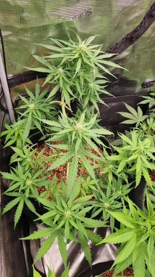 Seed Supplier Project. Week 6
