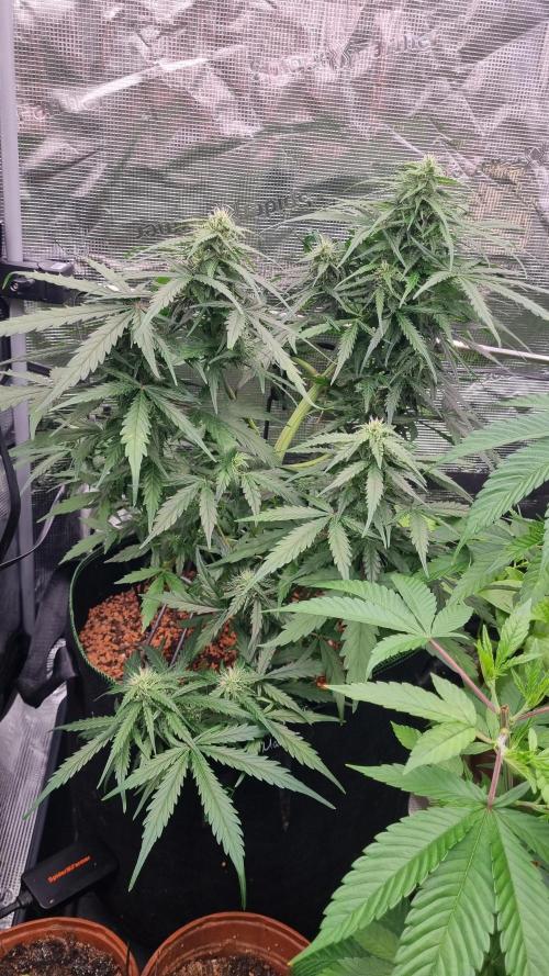 Seed Supplier Project. Week 7
