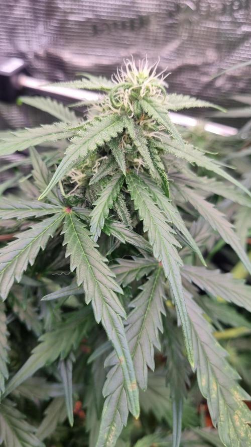 Seed Supplier Project. Week 7