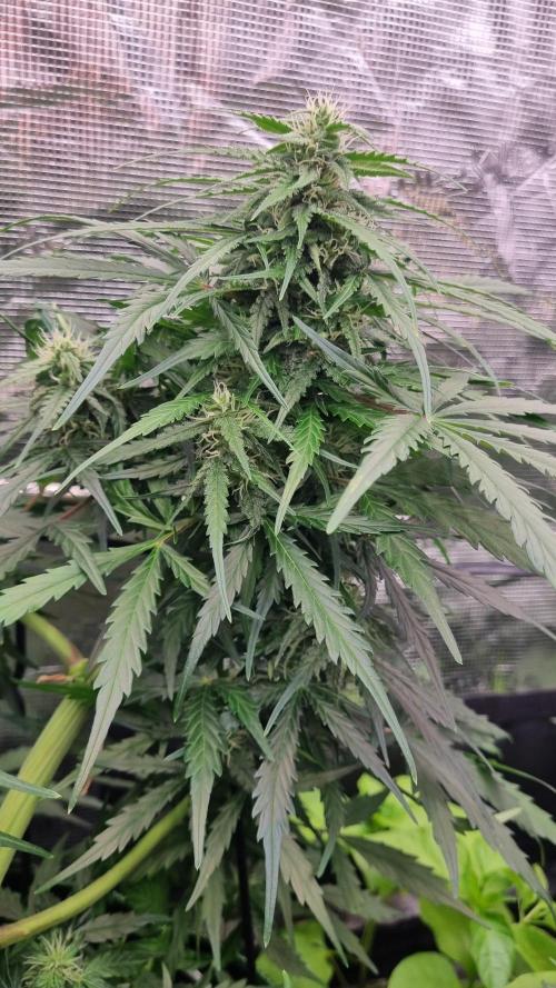 Seed Supplier Project. Week 7