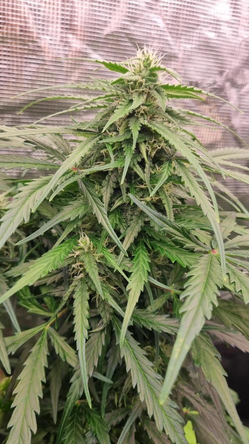 Seed Supplier Project. Week 7