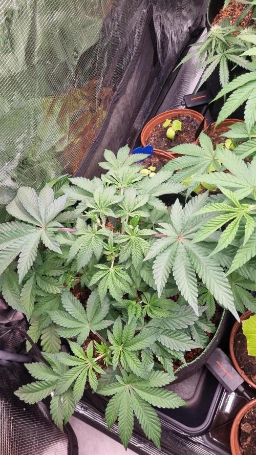 Seed Supplier Project. Week 6