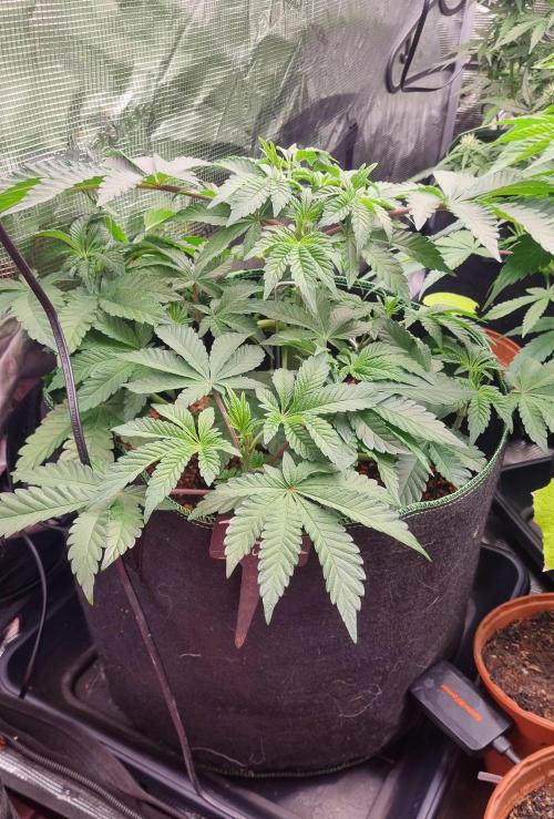 Seed Supplier Project. Week 6