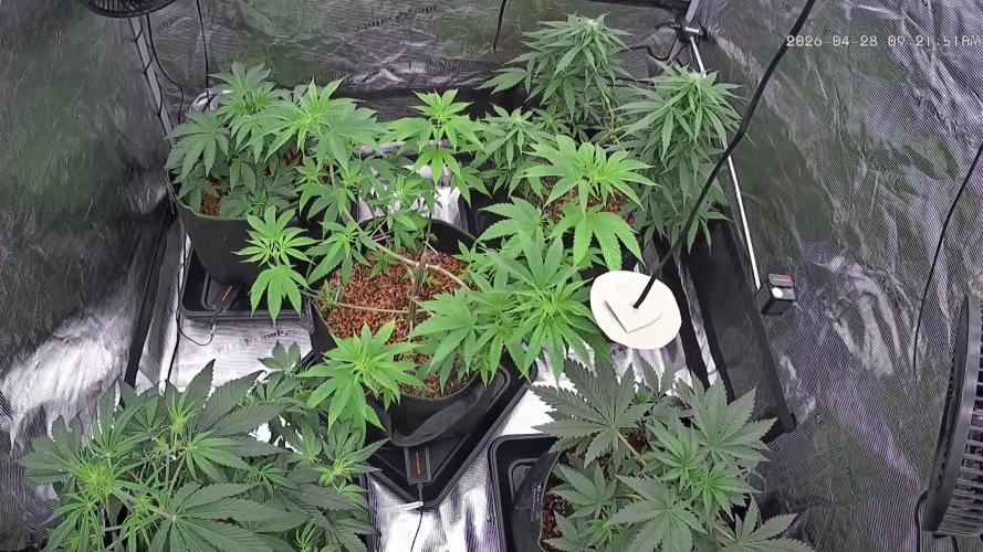 Seed Supplier Project. Week 7