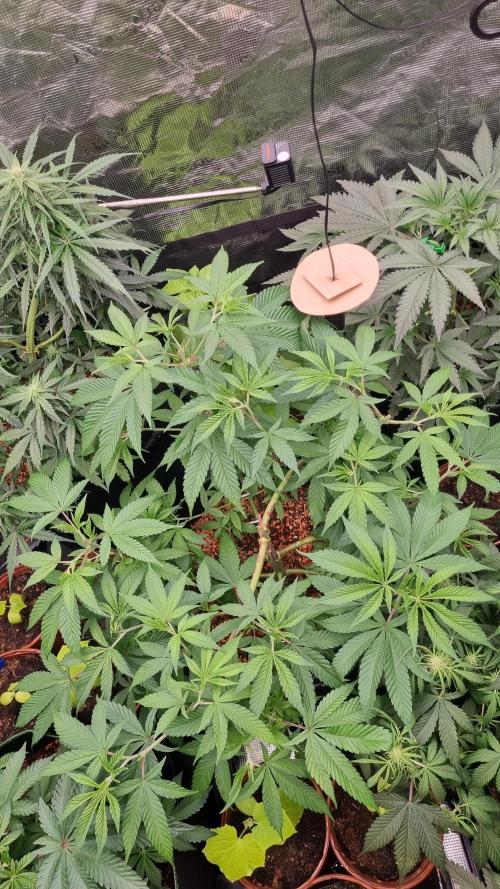 Seed Supplier Project. Week 7