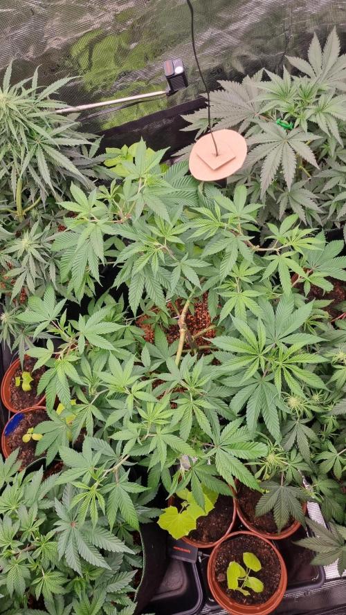 Seed Supplier Project. Week 7