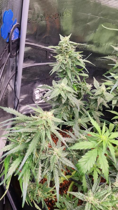 Seed Supplier Project. Week 8