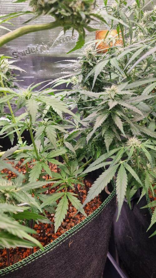 Seed Supplier Project. Week 8