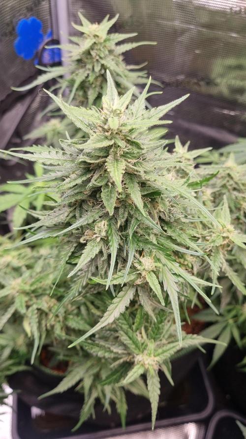 Seed Supplier Project. Week 8