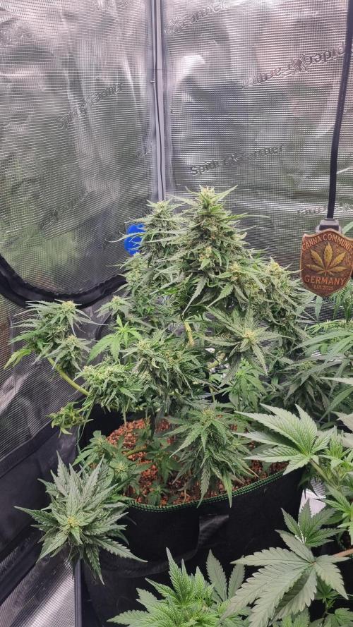 Seed Supplier Project. Week 8
