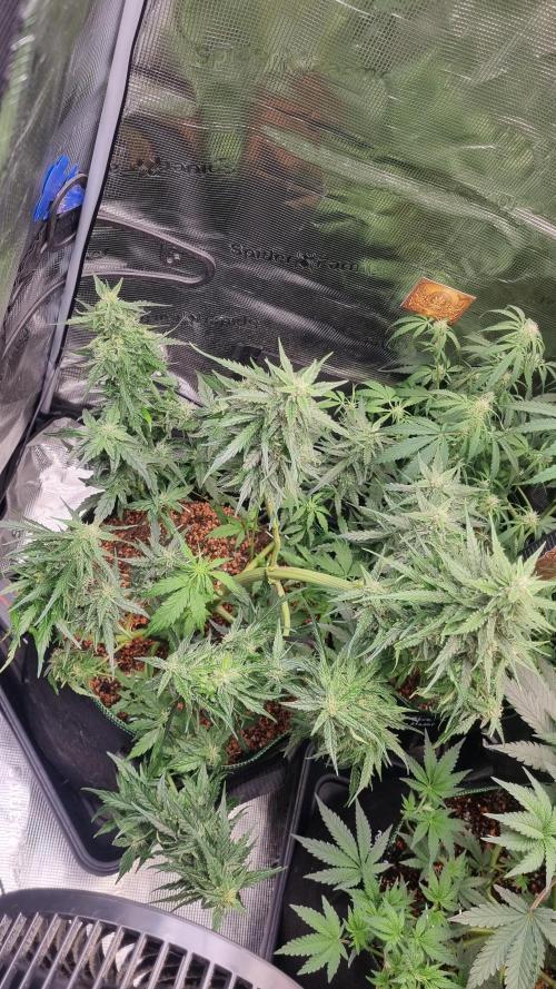 Seed Supplier Project. Week 8