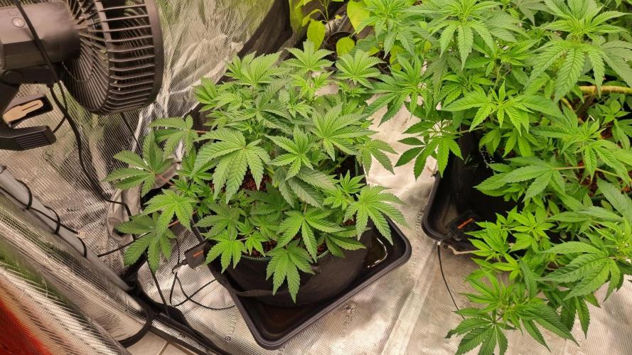 Seed Supplier Project. Week 7