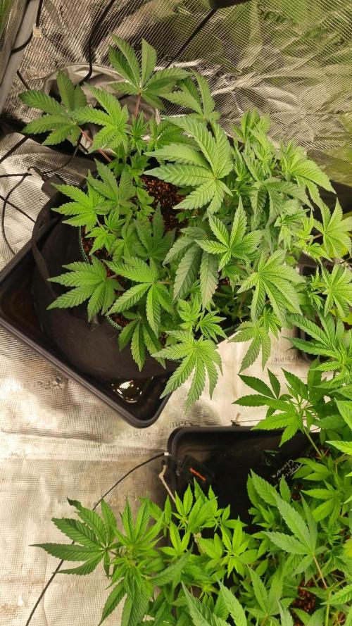 Seed Supplier Project. Week 7
