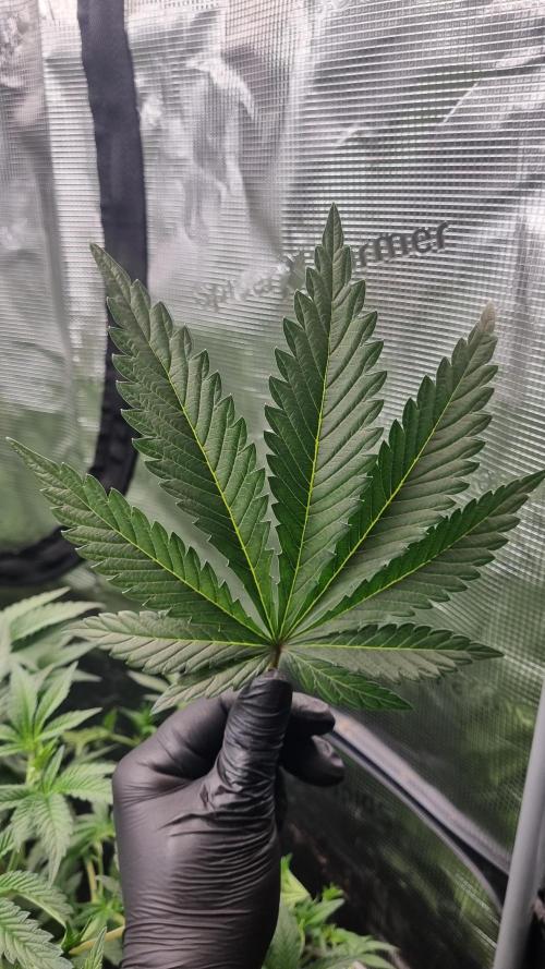 Seed Supplier Project. Week 7