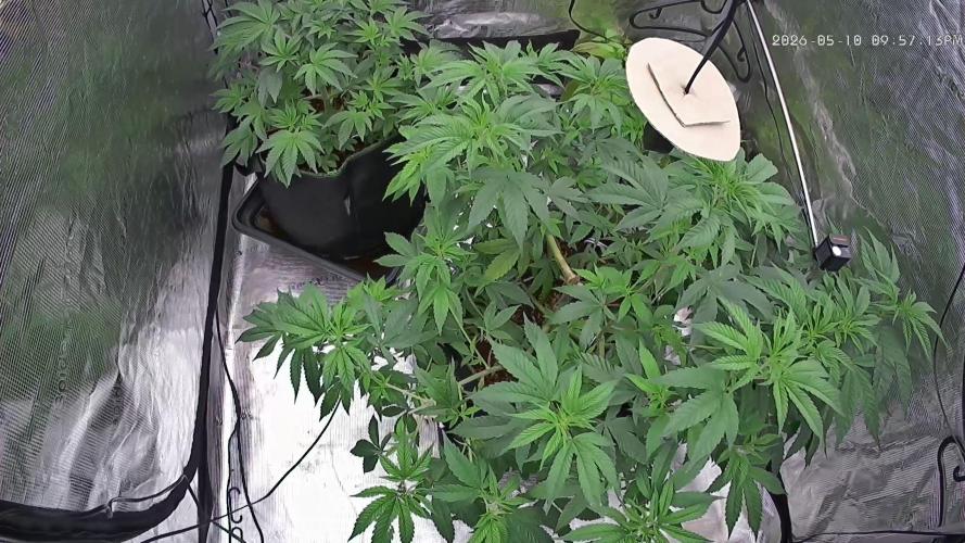 Seed Supplier Project. Week 8
