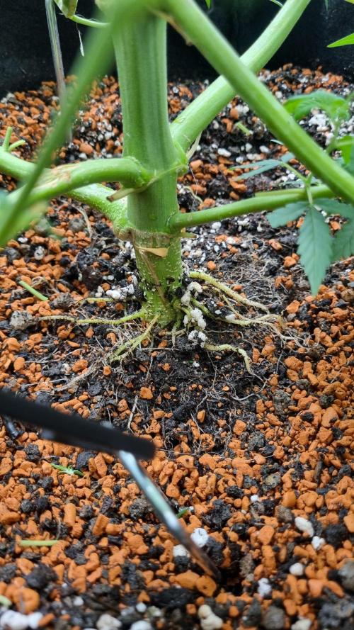 Seed Supplier Project. Week 8