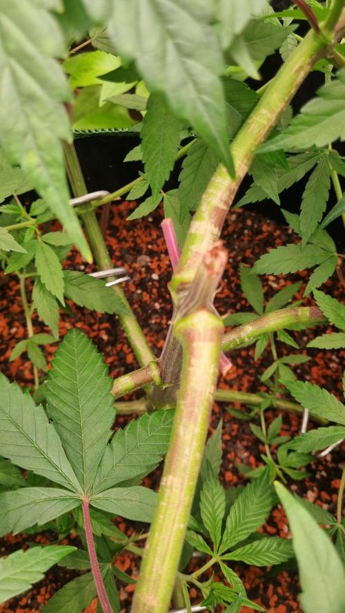 Seed Supplier Project. Week 8