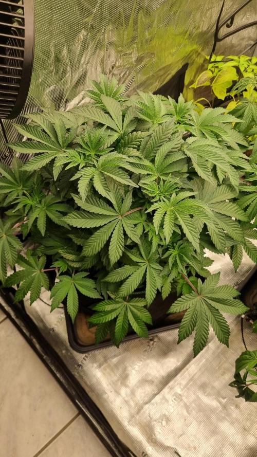 . Week 8