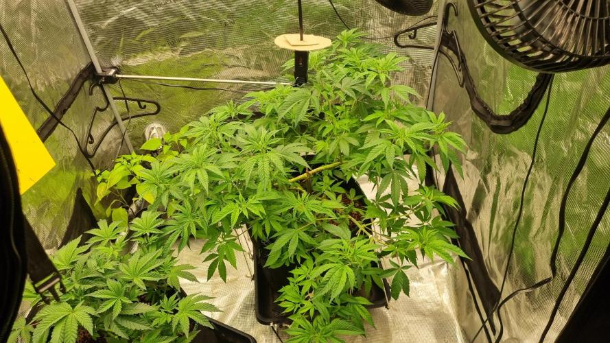 Seed Supplier Project. Week 9