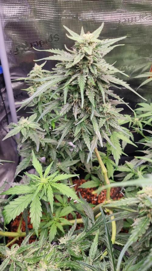 Seed Supplier Project. Week 9
