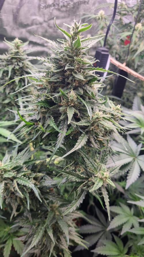 Seed Supplier Project. Week 9