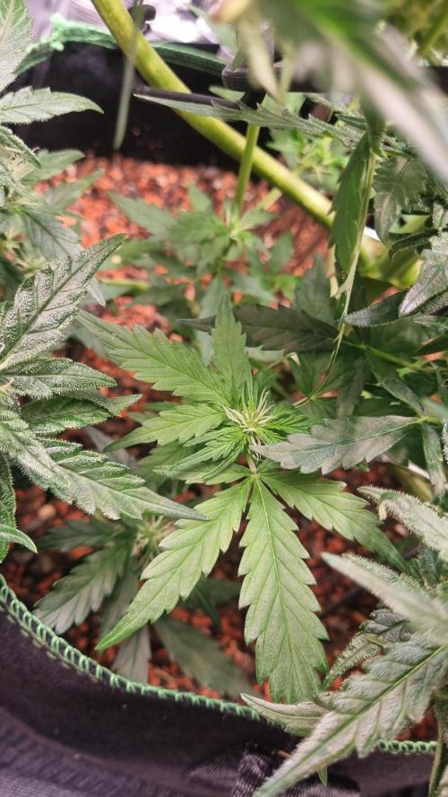 Seed Supplier Project. Week 9