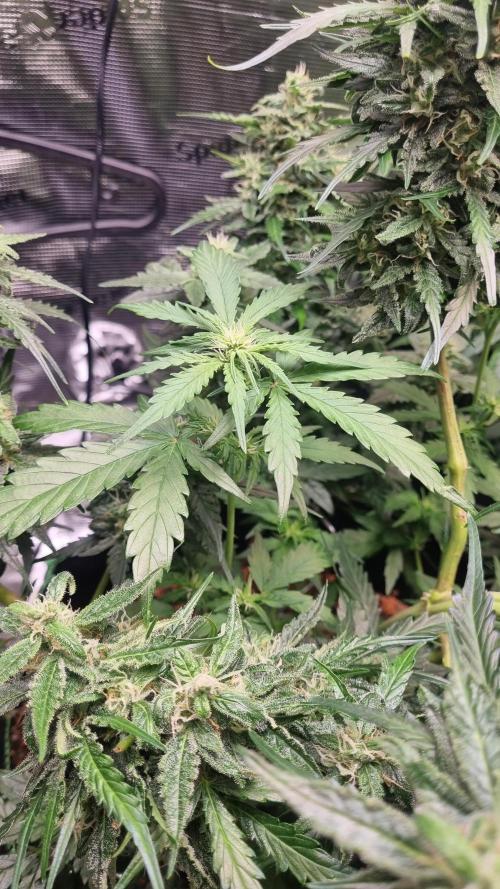 Seed Supplier Project. Week 9