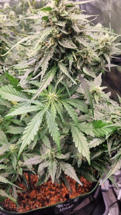 Seed Supplier Project. Week 9