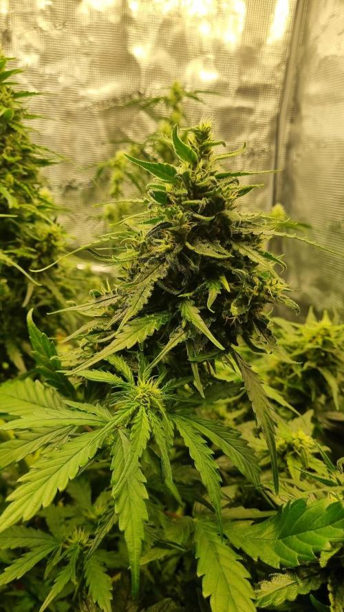 Seed Supplier Project. Week 9